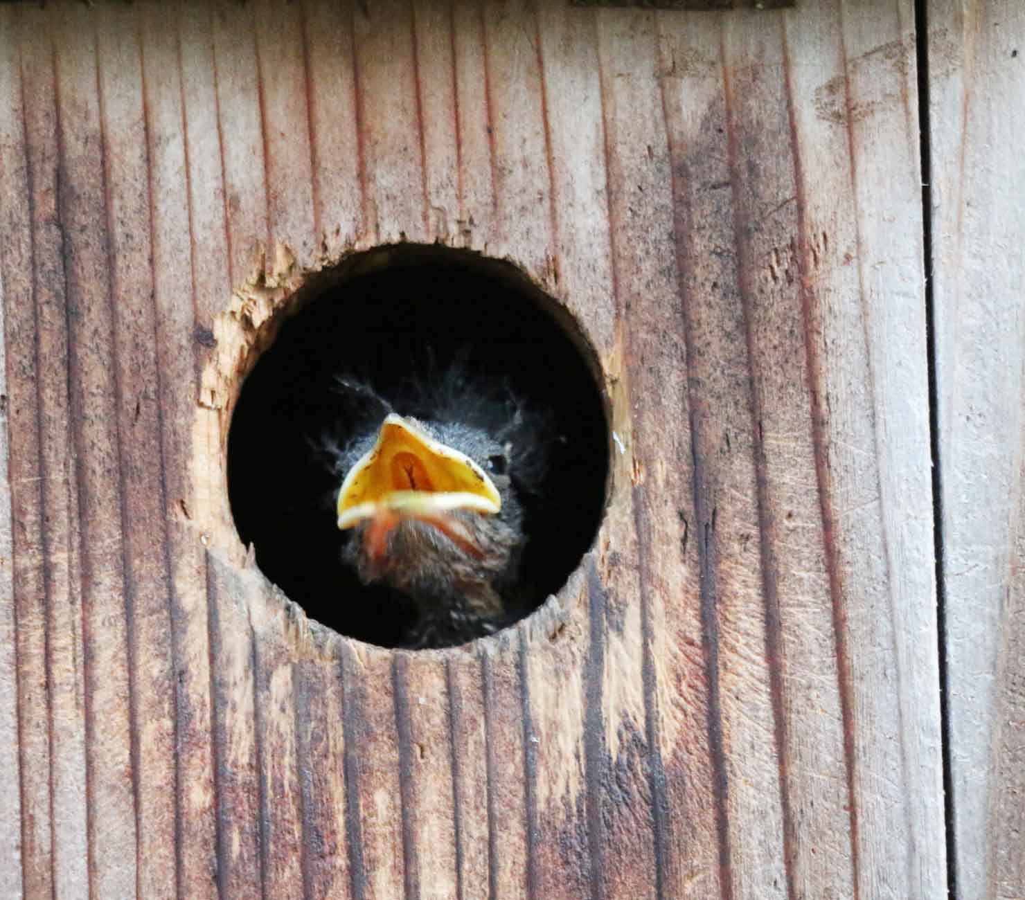 bluebird-baby-growth-stages-incubation-to-juvenile